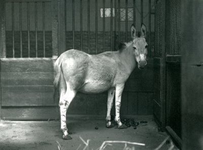 A Somali Wild Ass at London Zoo, 1915. The Somali Wild Ass is an Endangered Subspecies of the African Wild Ass by Frederick William Bond